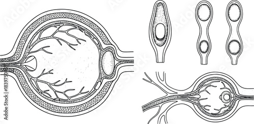 Detailed eye anatomy cross section with retina, optic nerve, and photoreceptor cells