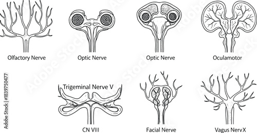 Hand-drawn anatomical illustration of major cranial nerves