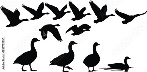 Silhouette illustration of geese in flight and standing on ground with water reflection, wildlife bird shapes for nature design and migration concept