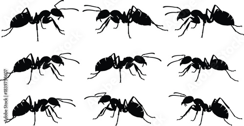 Collection of ant silhouettes showing detailed insect shapes, walking poses, black vector illustrations for biology, pest control, nature study, and educational designs