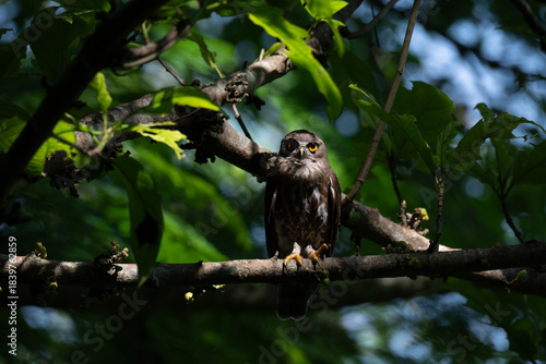 Foto A striking, detailed of a Brown Hawk owl, Brown boobook perched on a dark, mossy branch, set against a beautifully soft, blurred background of lush green tropical foliage
