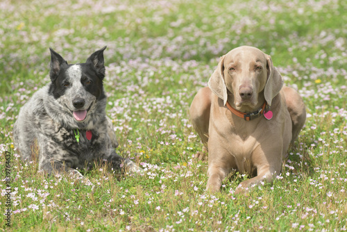 Two beautiful dogs resting in wildflowers in early spring; a spotted black and white Texas Heeler and a handsome gray Weimaraner