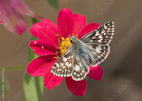 Common Checkered Skipper butterfly getting nectar from a pink Zinnia in fall sun