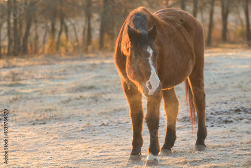 A very old Arabian horse in snowy pasture on a cold winter morning, with sunrise lighting up his breath in the air
