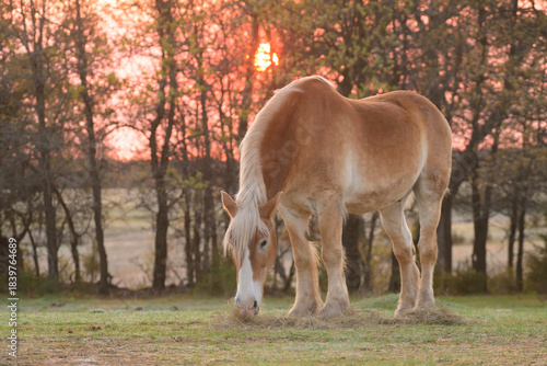 Handsome blond Belgian draft horse grazing on short early spring grass at sunrise