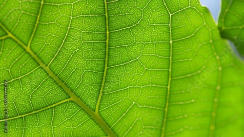 Close up of a vibrant green leaf revealing intricate vein structures