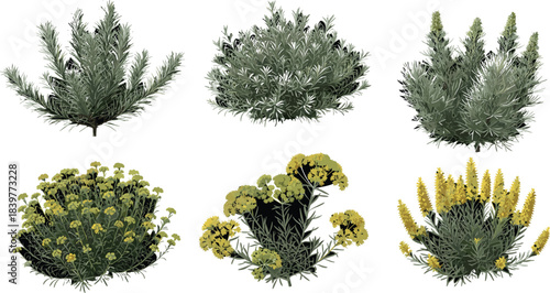 Set of Herbaceous and Flowering Plants with Green Foliage and Yellow Blooms for Botanical, Garden, Nature, or Vector Design Use