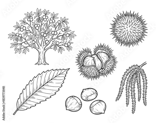 Detailed Botanical Illustration of Sweet Chestnut Tree and its Parts