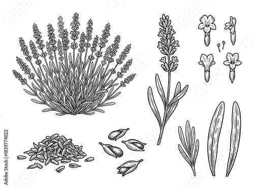 Botanical Illustration: Lavender Plant with Flowers and Seeds Collection