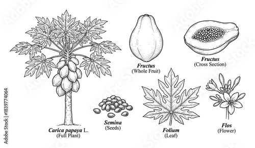 Exquisite Hand-Drawn Carica papaya: Botanical Illustration of the Papaya