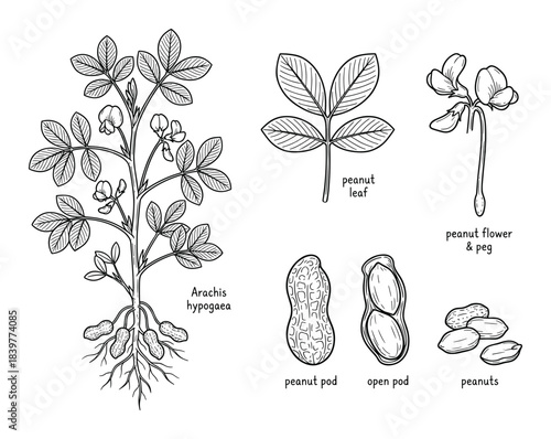 Illustration of Peanut Plant, Flower, Leaf, and Pods in Detailed Drawings