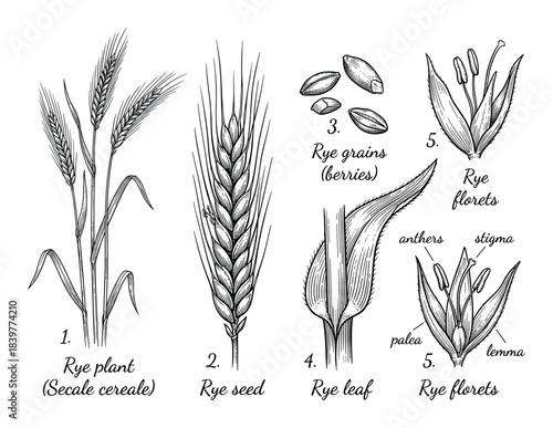 Detailed Botanical Illustration of Rye Plant and Grains, Secale Cereale