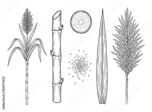 Detailed Illustration: Sugarcane Plant Parts - Stem, Leaf, Seeds and Flower