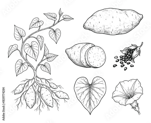 Detailed Botanical Illustration of Sweet Potato Plant with Roots and Flower