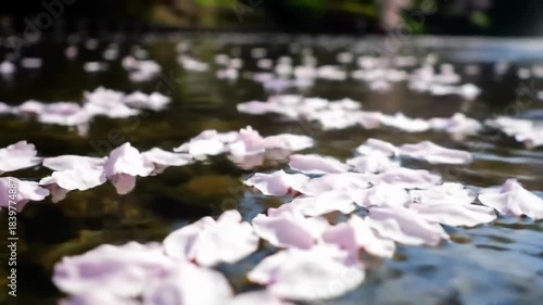 Floating petals on water surface in sunlight with gentle ripples detail