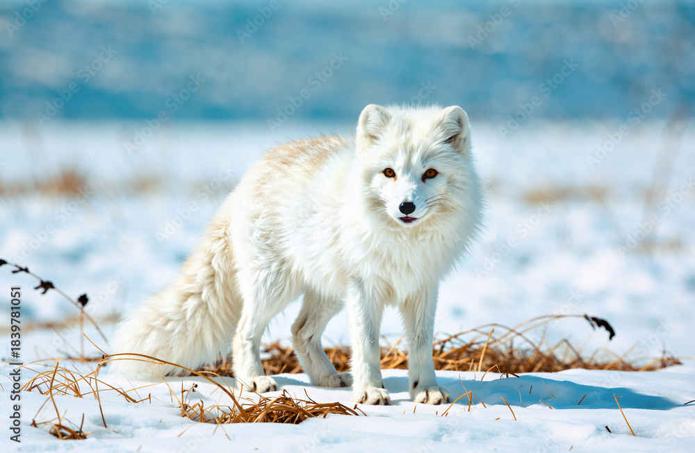 Naklejka premium White fox in winter