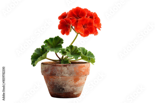 Red flower in a pot. Potted geranium. Isolated potted plant.