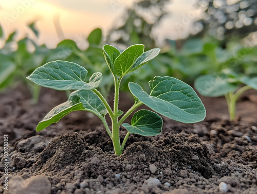  Close-up view vibrant green seedling emerging from nutrient-dense potting soil, capturing delicate growth potential and springtime renewal, symbolizing the essence of new life, vibrant growth