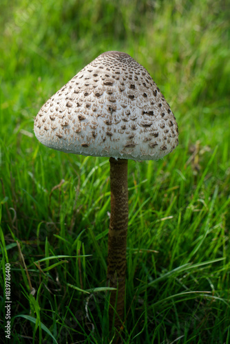 Cuadro en lienzo Parasol Mushroom (Macrolepiota procera)