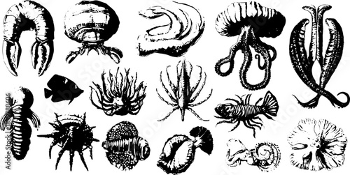 Vintage Marine Creatures Engraving Set — Scientific Sea Life Illustrations