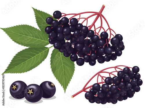 Vibrant bunches of glossy, dark purple elderberries hang from reddish-pink stems against serrated green leaves, with a smaller cluster and three loose berries detailed below