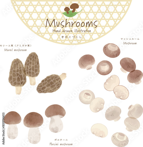 世界のきのこづくしベクターセット＜モリーユ茸・マッシュルーム・ポルチーニ茸＞