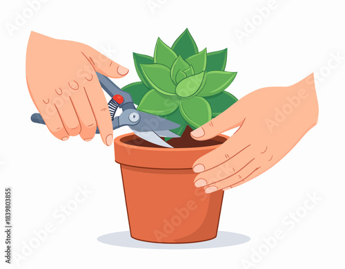 Hands carefully prune a succulent in a pot using shears. A close-up view of plant care, gardening, and propagation for healthy growth.