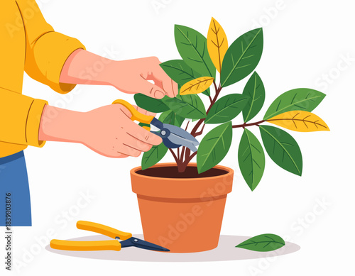 A person uses pruning shears to trim yellow, dying leaves from a potted houseplant. An essential gardening task for plant health and maintenance.