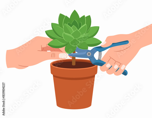 Two hands carefully prune a succulent plant with shears. This simple action illustrates gardening, plant care, and propagation.