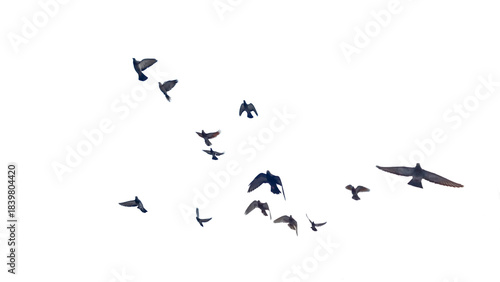 Foto brids pigeons dove flying many isolated for background