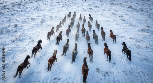 Snowfield galloping horse herd
