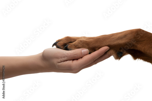 Human hand gently holding a golden retriever puppy paw against a dark background
