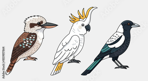 Australian birds collection with transparent background