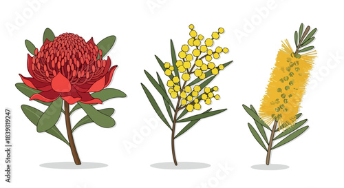 Australian native flowers collection with transparent background