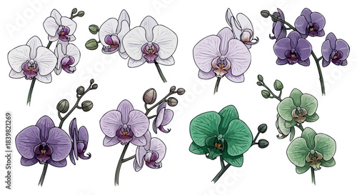 Orchid flowers in various colors with transparent background