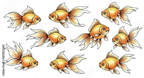 Group of golden goldfish swimming with transparent background