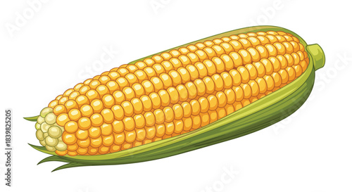 A vibrant and fresh yellow ear of sweet corn, partially husked, showcasing its plump kernels against a clean white background.