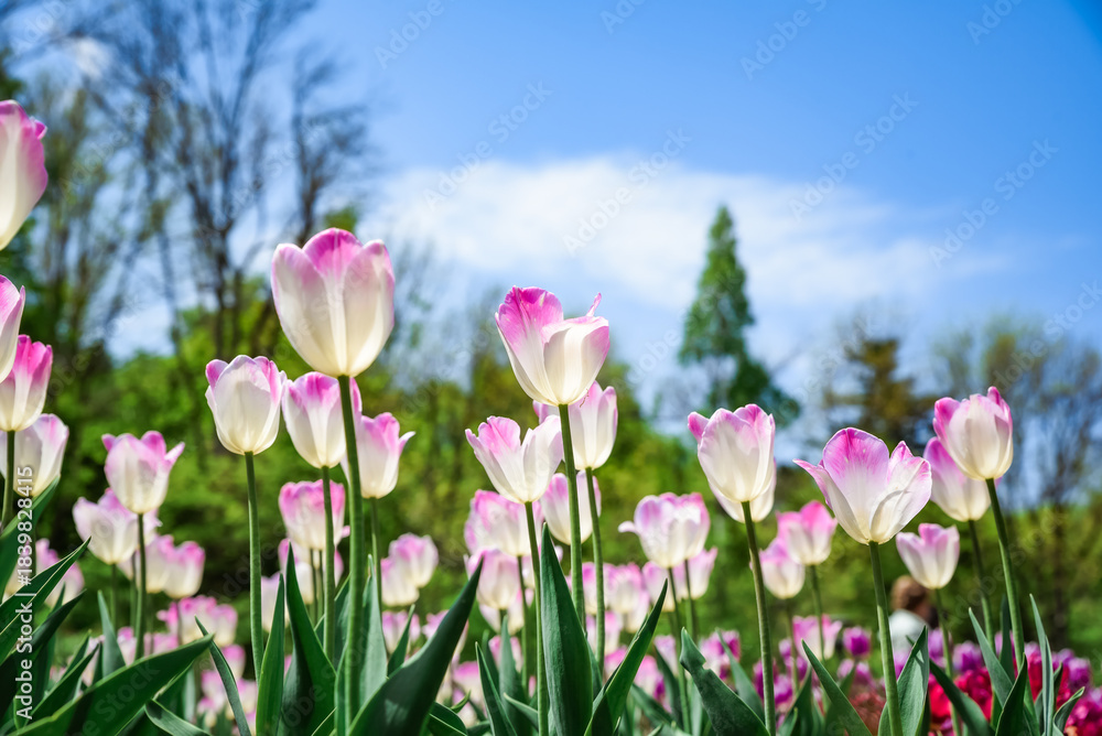 Fototapeta premium Tulip Shirley blooming under clear blue sky, white petals with pink edges shining in sunlight, elegant spring flowers creating a fresh background.
