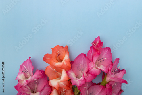 Foto Flat lay bouquet of pink orange gladiolus flowers on a light blue background