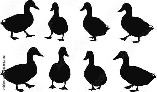 Duck silhouette collection showing multiple walking and standing poses for nature wildlife illustration and design, cad drawing flat vector illustration