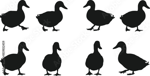 Duck silhouette set showing walking and standing poses, black vector animal shapes for wildlife and nature art, cad drawing flat vector illustration