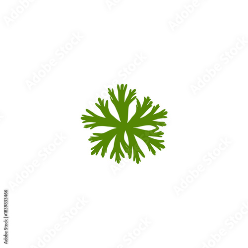 green leaf isolated on white