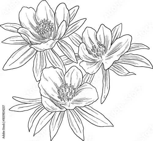 Winter Aconite Botanical Illustration – Eranthis Hyemalis Flower