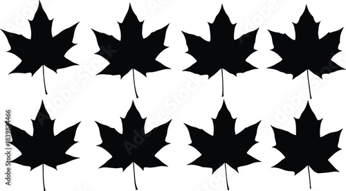 Maple leaf silhouette pattern, autumn foliage vector, black leaf design, nature leaf artwork, botanical leaf illustration, fall season leaf graphic