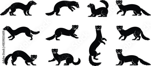 Black silhouettes of weasels in different poses on white background animal mammal