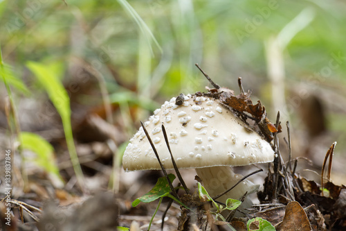 The Citron Amanita mushroom is captured with intricate details within its forest environment.