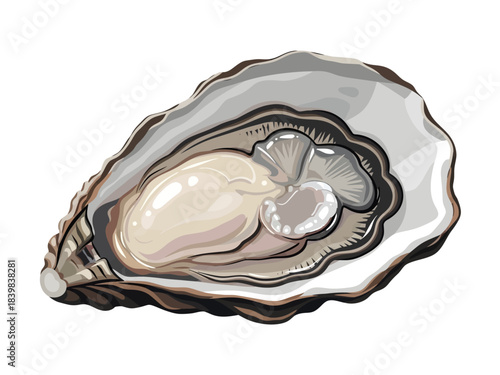 A detailed illustration of an open oyster reveals the striking contrast between its jagged, dark shell and the plump, glistening cream-colored meat resting within the smooth, pearlescent interior