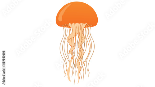 orange jellyfish isolated on white