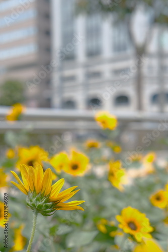 ビルの前の鮮やかなヒマワリ畑