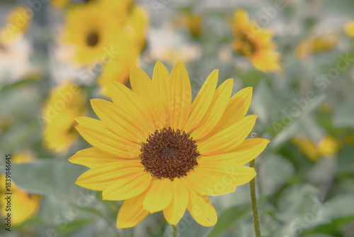 夏の公園を彩るヒマワリ